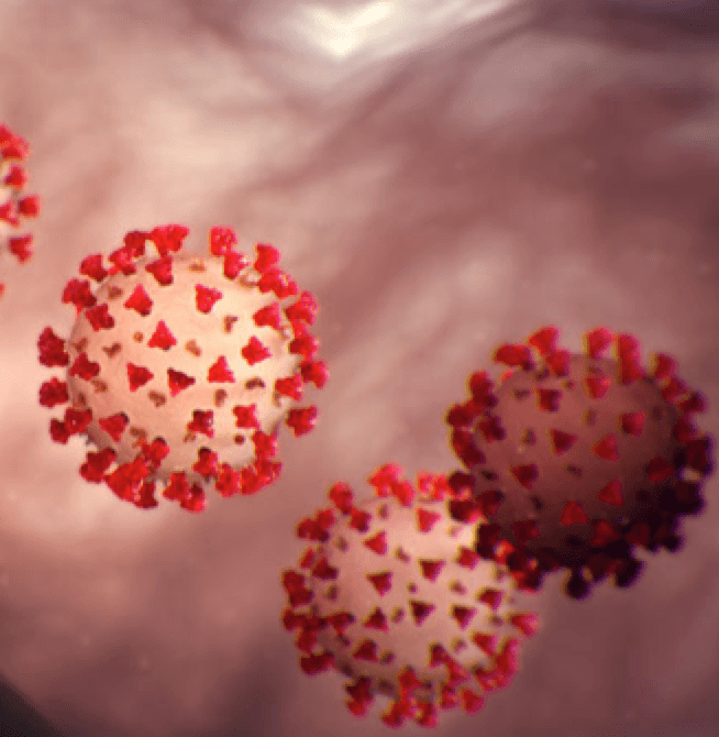 Corona Virus